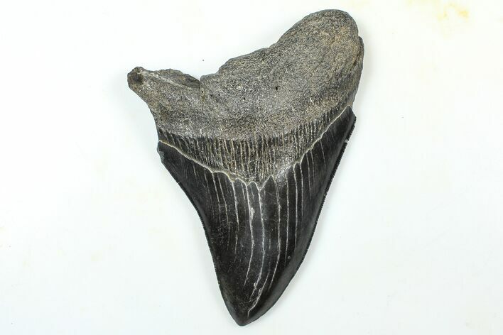 Partial Fossil Megalodon Tooth - Serrated Blade #376019